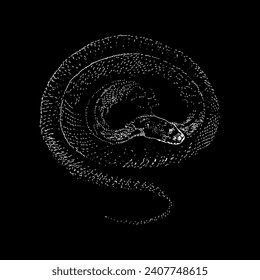 rat snake hand drawing vector isolated on black background.