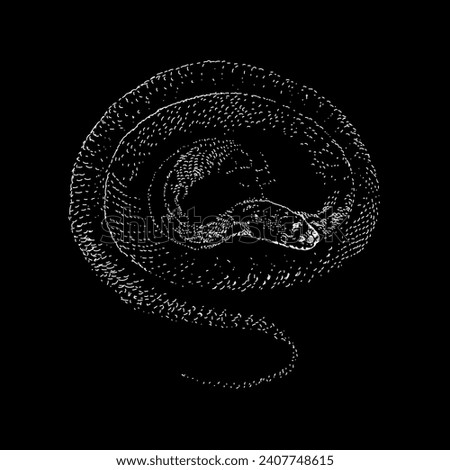 rat snake hand drawing vector isolated on black background.