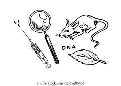 Rat and syringe and magnifying glass. Chemical laboratory experiments. Mouse in medical biological research. Outline black ink for infographic, website or app. Engraved hand drawn old sketch.