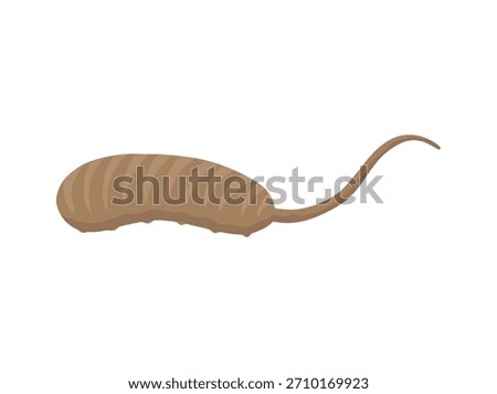 Rat Tailed Worm Maggot Illustration