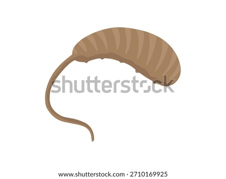 Rat Tailed Worm Maggot Illustration