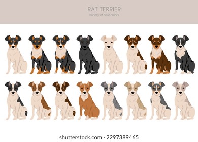 Rat terrier clipart. Different poses, coat colors set.  Vector illustration