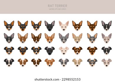 Rat terrier clipart. Different poses, coat colors set.  Vector illustration