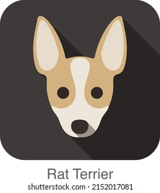 Rat terrier dog face flat icon, dog series