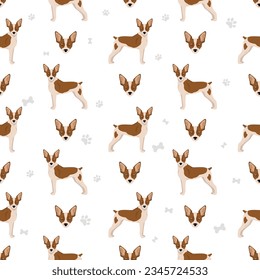 Rat terrier seamless pattern. Different poses, coat colors set.  Vector illustration
