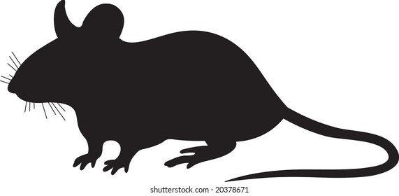 rat, vector