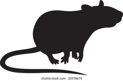 rat, vector