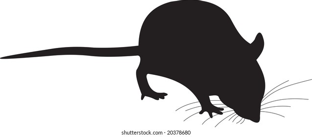 rat, vector