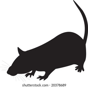 rat, vector