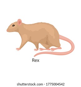 Rat vector icon.Cartoon vector icon isolated on white background rat.