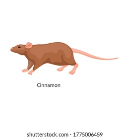 Rat vector icon.Cartoon vector icon isolated on white background rat.