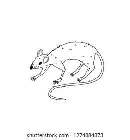 Rat . Vector illustration.