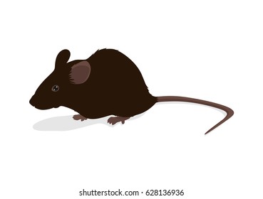 Rat vector illustration