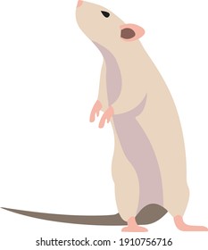rat vector illustration, cute animal, postcard