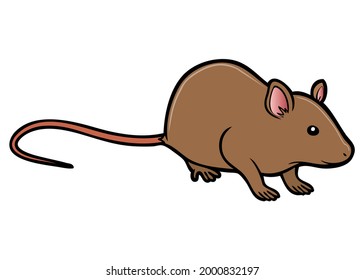 rat vector illustration,
isolated on white background.top view