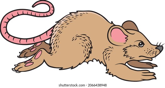 Rat vector illustration isolated on white background