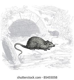 Rat - ilustración vintage - "Histoire naturelle" de Buffon y Lacépède publicado en Francia en 1881