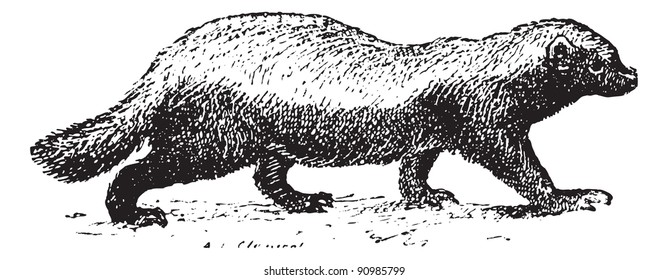 Ratel or Honey badger (Mellivora capensis) isolated on white, vintage engraved illustration. Dictionary of words and things - Larive and Fleury - 1895.