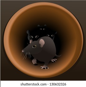 Rats