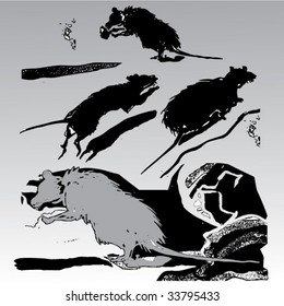 rats