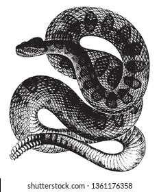 Rattle Snakes are a group of venomous snakes of the genera Crotalus, vintage line drawing or engraving illustration.