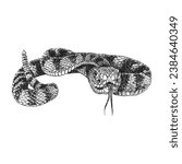 Rattlesnake, hand drawn sketch in vector, vintage illustration of animal in engraving style
