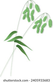 Rattlesnake manna Grass, Glyceria canadensis,grass shoots vector stock illustration. Fresh green young grass. Template for a wedding card. Isolated on a white background.