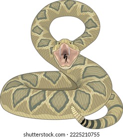 Rattlesnake Ready to Strike Vector Illustration