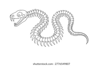 Rattlesnake skeleton consists primarily of the skull vertebrae and ribs with only vestigial remnants 
