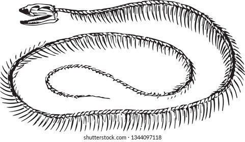 Rattlesnake snake skeleton black and white logo icon vector illustration drawing sketch