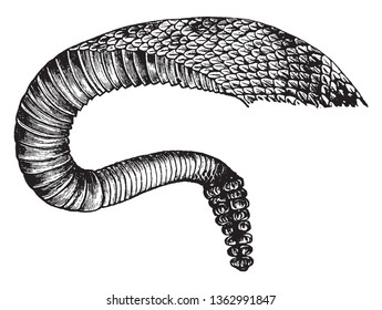 Rattlesnake Tail created when multiple rattles vibrate against each other and baby snakes are born with only a little nub at the end of their tail, vintage line drawing or engraving illustration.