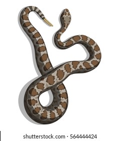 Rattlesnake Vector