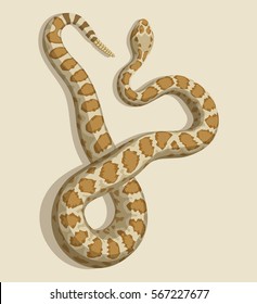 Rattlesnake Vector