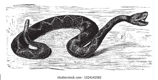 The rattlesnake, vintage engraved illustration. From Deutch Vogel Teaching in Zoology.
