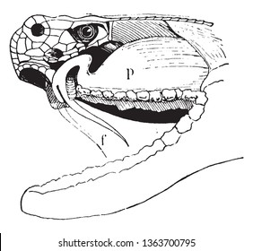 Rattlesnakes are a group of venomous snakes of the genera Crotalus and Sistrurus of the subfamily Crotalinae, vintage line drawing or engraving illustration.