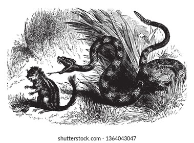 Rattlesnakes are a group of venomous snakes of the genera Crotalus and Sistrurus of the subfamily Crotalinae, vintage line drawing or engraving illustration.