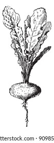Rave plant, vintage engraved illustration. Dictionary of words and things - Larive and Fleury - 1895.