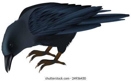 raven