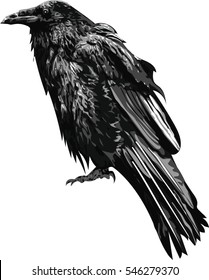 Raven art - Illustration of the black raven bird. High Detailed Vector Art. 