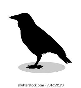 Raven bird  black silhouette animal. Vector Illustrator.