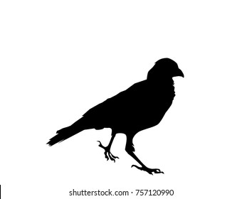 Raven bird black silhouette on white background, vector, eps 10