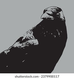 Raven bird closeup silhouette vector