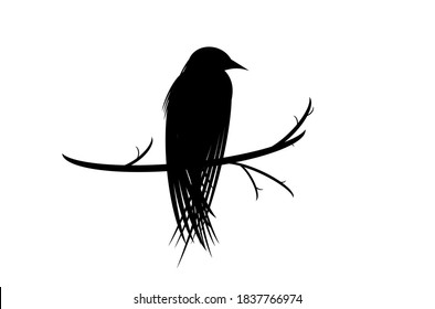 raven bird or crow on a branch Vector