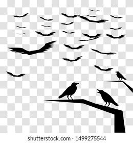 raven bird group isolated vector