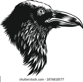 Raven bird head. Ink black and white vector drawing