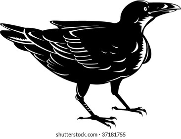Raven bird isolated on white