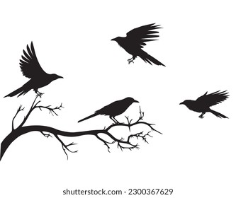 Raven bird on branch, vector. Raven bird illustration isolated on white background. Wall art, artwork, wall decals