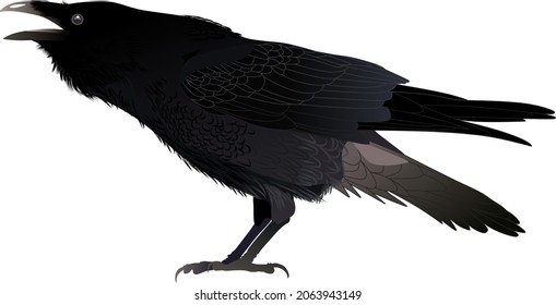 raven bird predator animal vector 