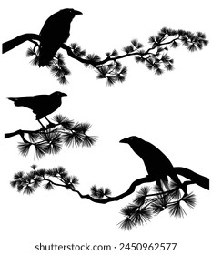 raven bird sitting on a long pine branch - black crow bird and coniferous tree vector silhouette design set