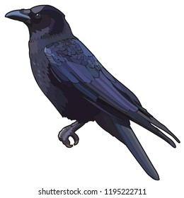 Raven bird. Vector illustration, EPS 10